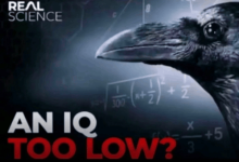 an-iq-too-low-crow.png