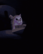 flash-dark-theme (1).gif