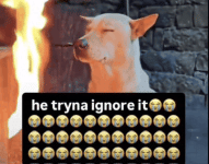 1000434805.gif